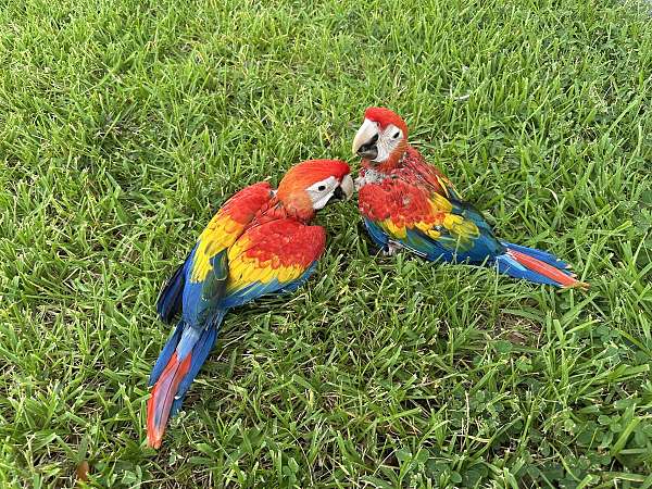 scarlet-macaw-for-sale-in-fleming-island-fl
