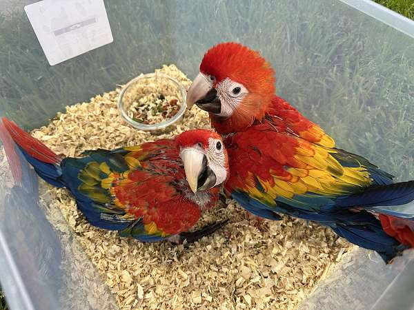 baby-scarlet-macaw-for-sale