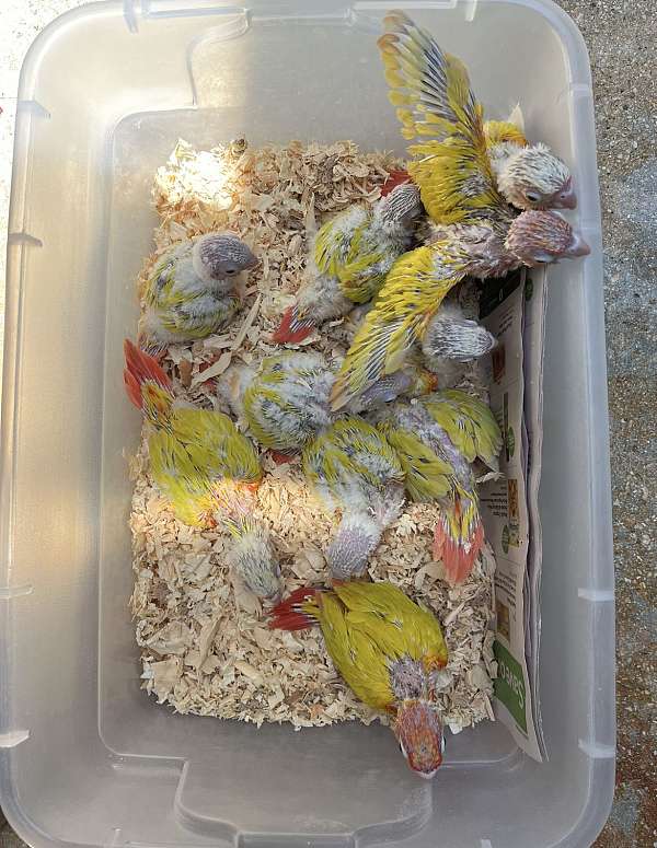 conure-for-sale