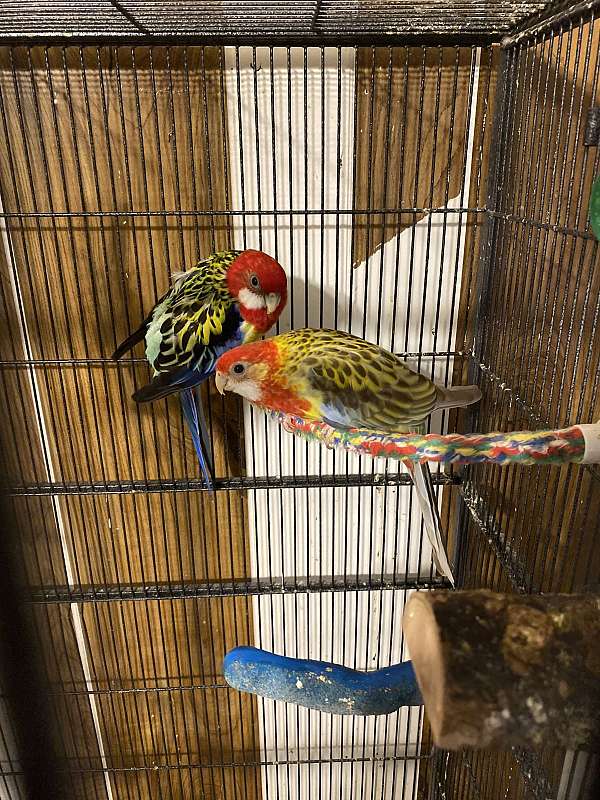 rosella-parakeet-for-sale-in-jefferson-pa