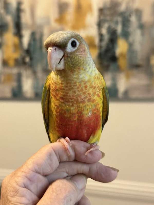 green-cheek-conure-for-sale