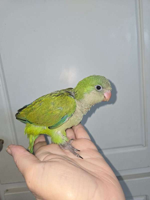 bird-for-sale-in-osceola-ia