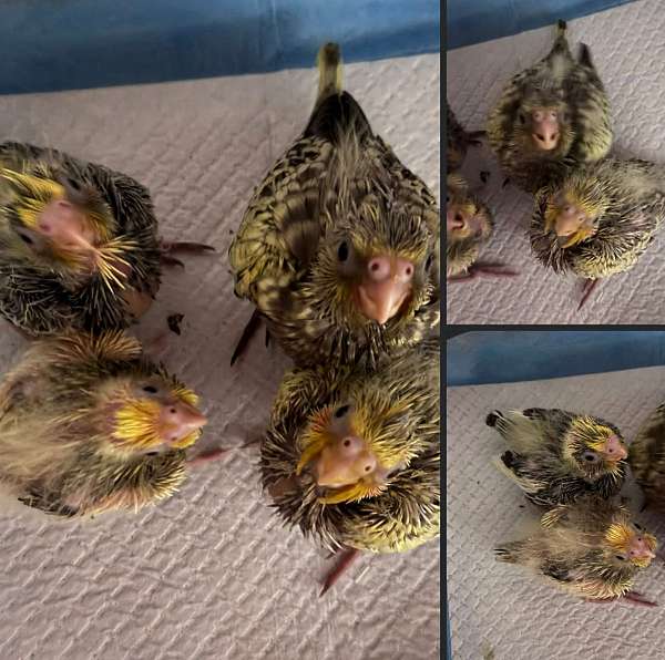 bird-for-sale-in-bladenboro-nc