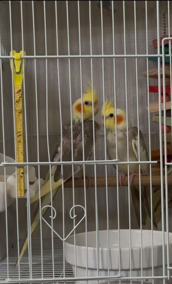 cockatiel-for-sale