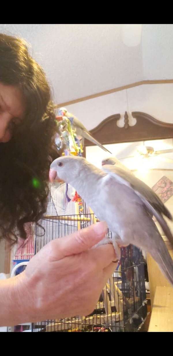 parrot-for-sale-in-dayhoit-ky