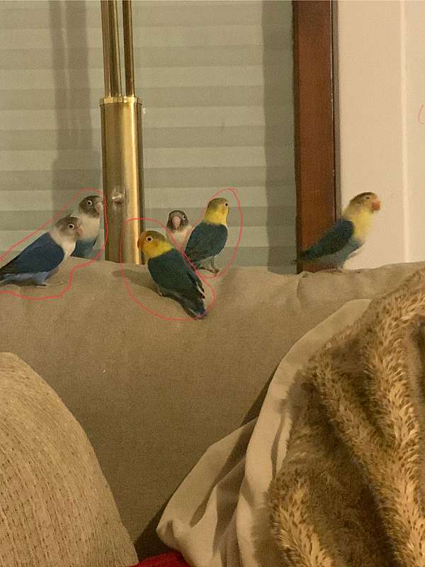 lovebird-for-sale