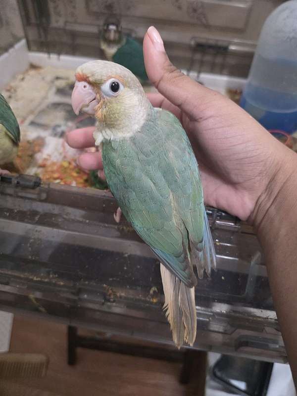 green-cheek-conure-for-sale-in-south-ozone-park-ny