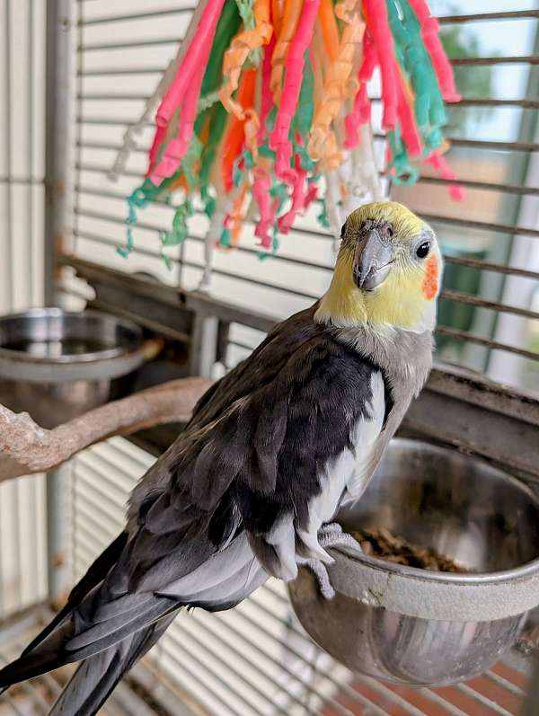 cockatiel-for-sale