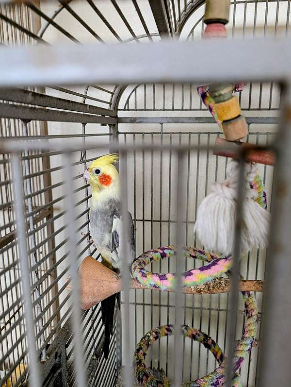 cockatiel-for-sale-in-boca-raton-fl