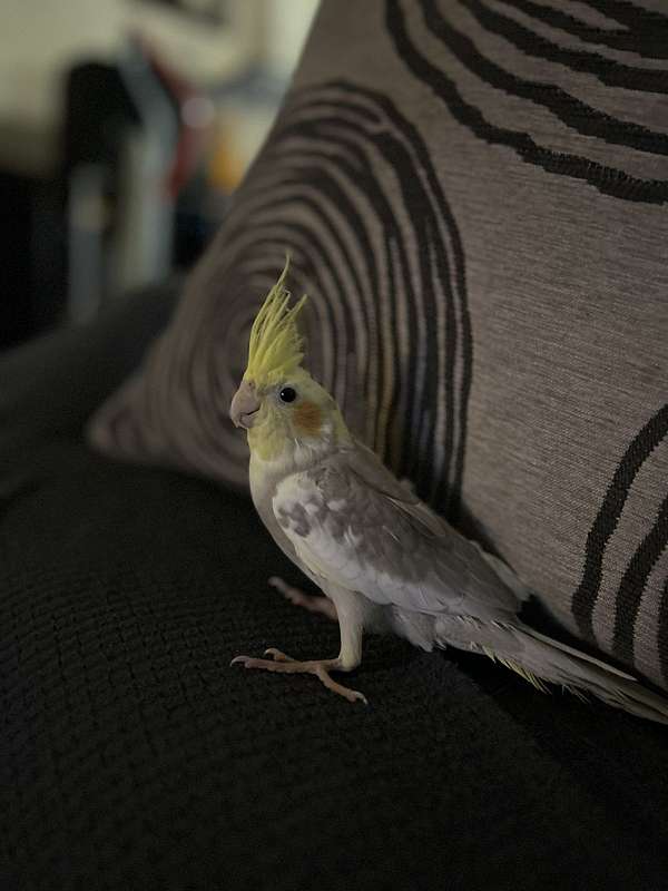 cockatiel-for-sale-in-lumberton-nc