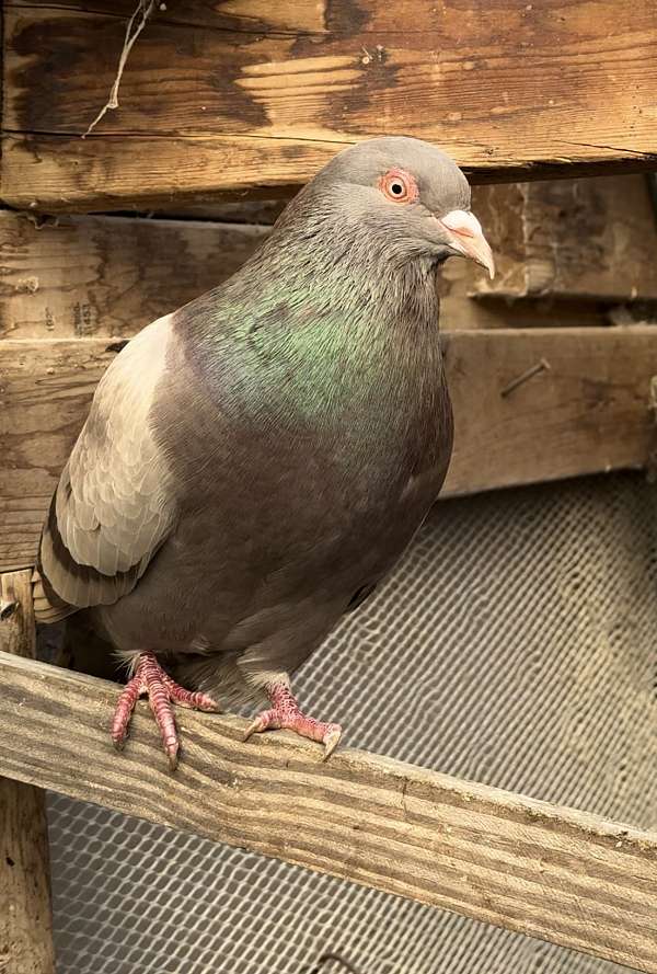 pigeon-for-sale-in-stirling-nj