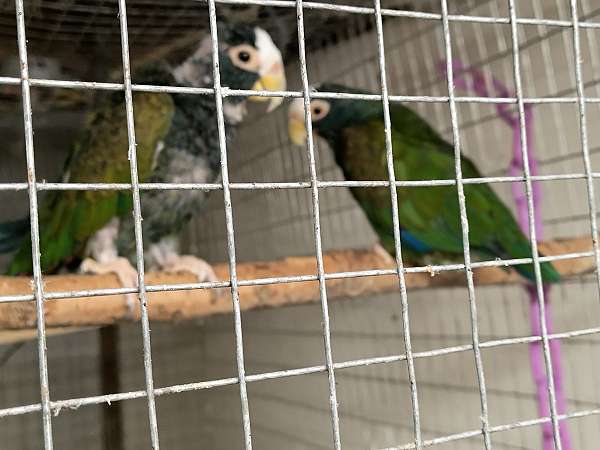 pionus-parrots-white-capped-parrots-for-sale-in-menasha-wi