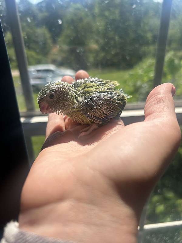 bird-for-sale-in-taylors-sc