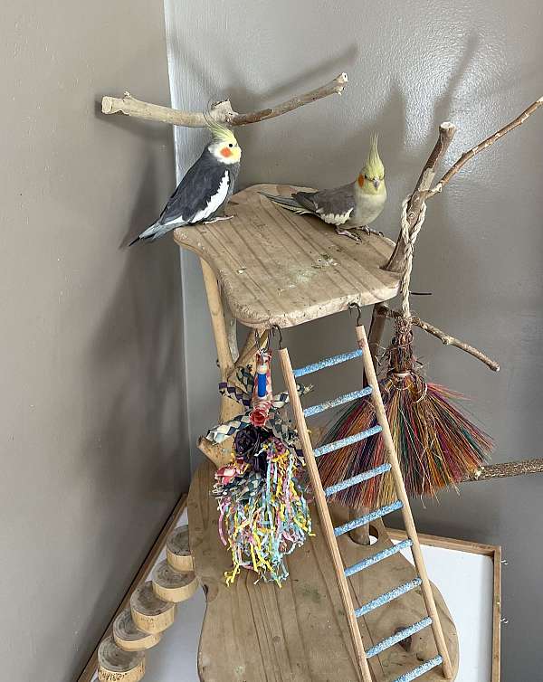 cockatiel-for-sale-in-zionsville-in