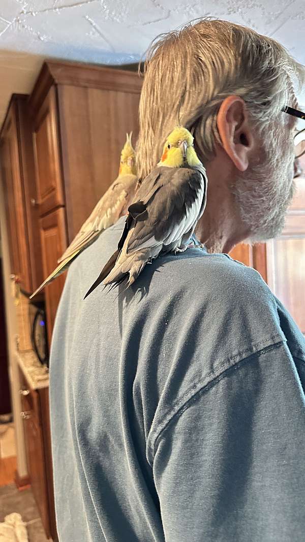 bird-for-sale-in-zionsville-in