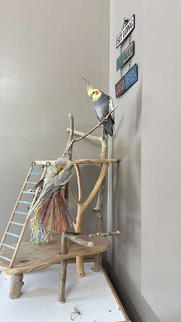 grey-bird-for-sale-in-zionsville-in