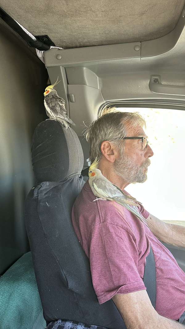 medium-bird-for-sale-in-zionsville-in