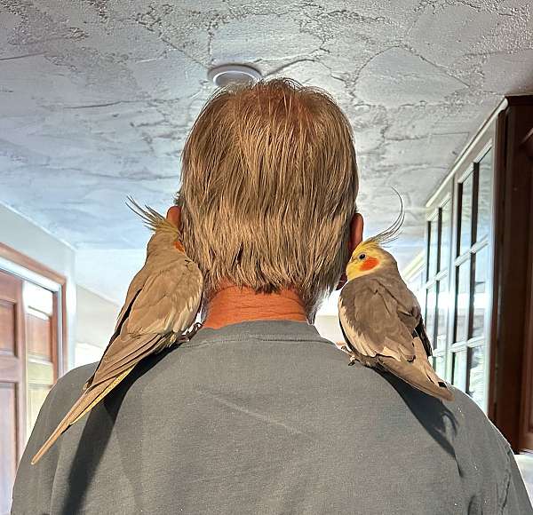 bonded-pair-handfed-cockatiel-for-sale