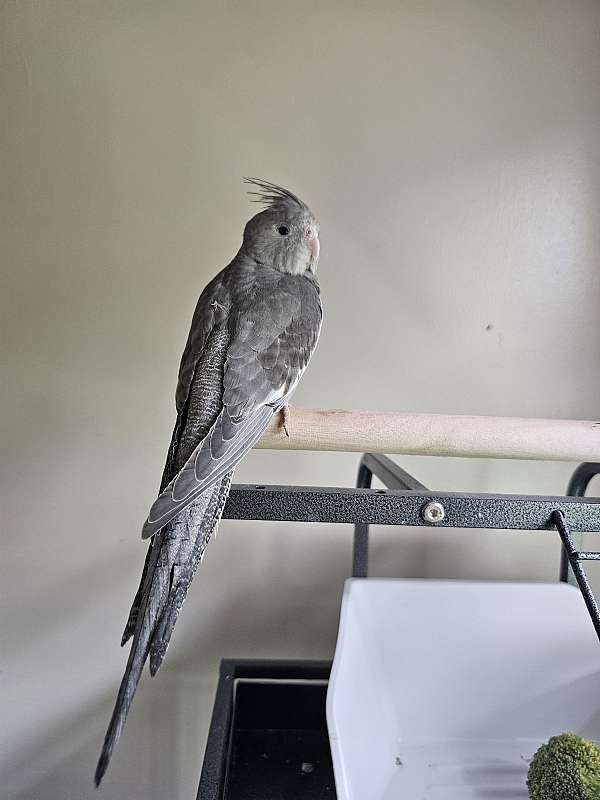 cockatiel-for-sale