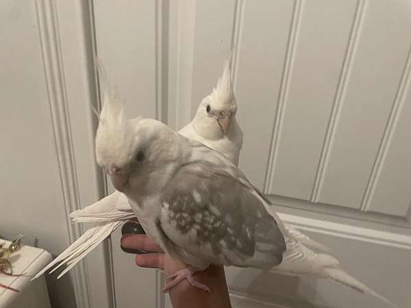 albino-bird-for-sale-in-bowling-green-ky