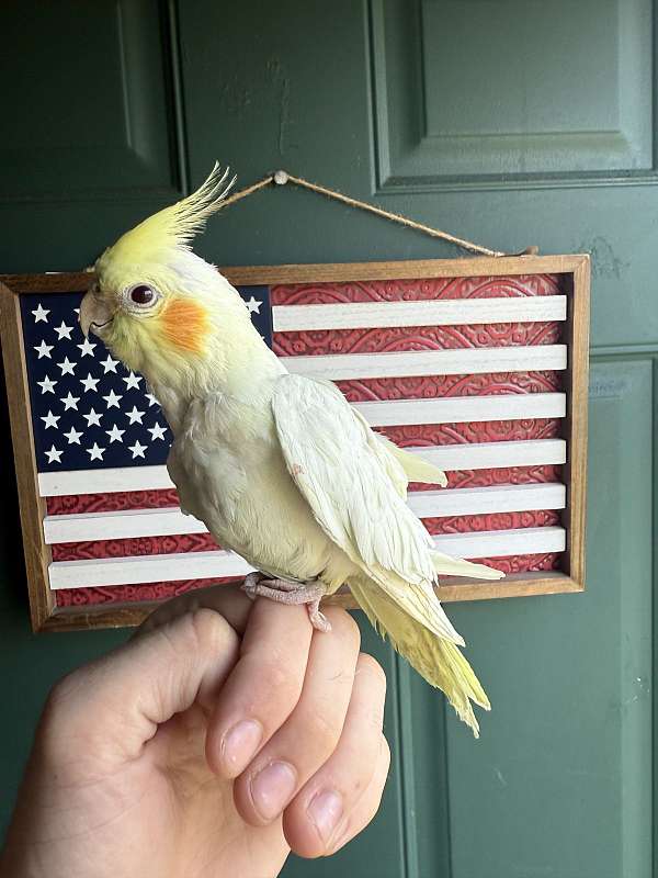 female-bird-for-sale-in-lewis-center-oh
