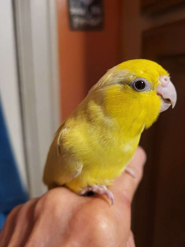 parrotlet-for-sale