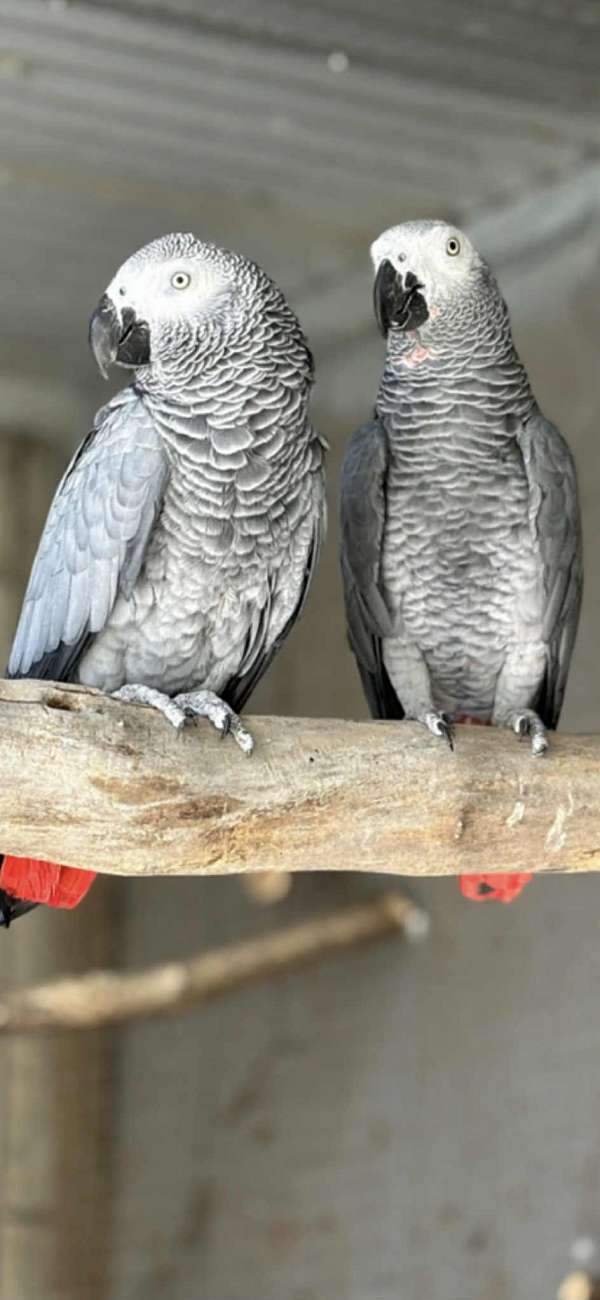 congo-african-grey-parrot-for-sale-in-summerville-sc