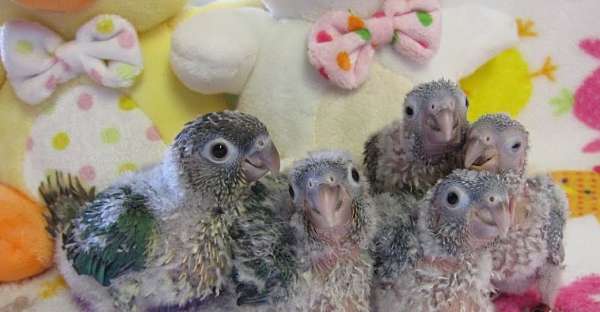 green-cheek-conure-for-sale-in-walland-tn