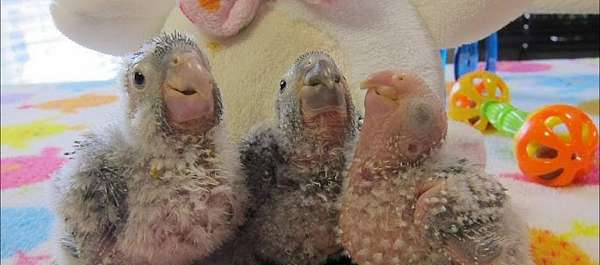conure-green-cheek-conure-for-sale-in-walland-tn