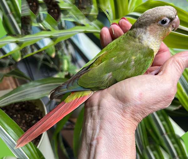 green-cheek-conure-for-sale-in-moneta-va
