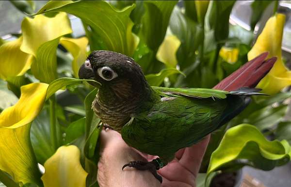 companion-bird-for-sale-in-moneta-va