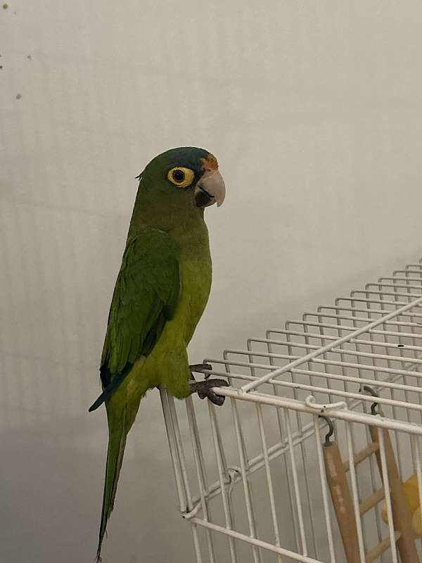 orange-half-moon-conure-for-sale