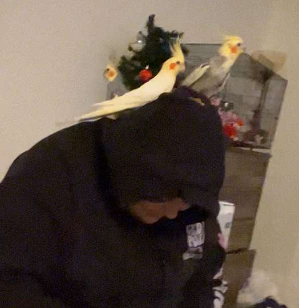 cockatiel-for-sale-in-marietta-oh