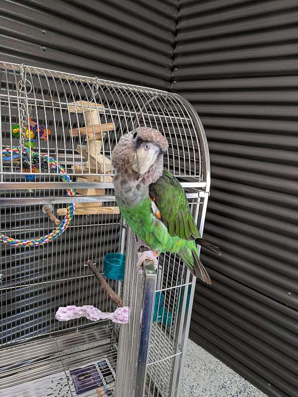 parrot-for-sale-in-fellsmere-fl
