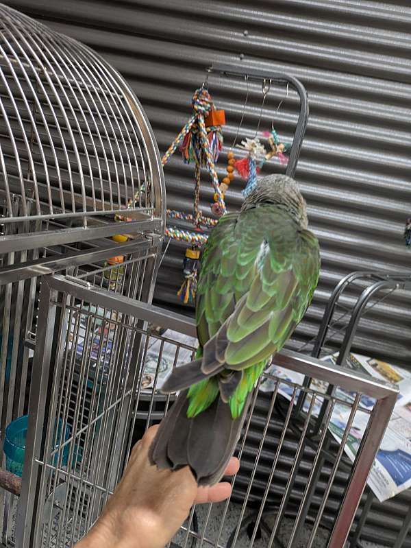 parrot-for-sale