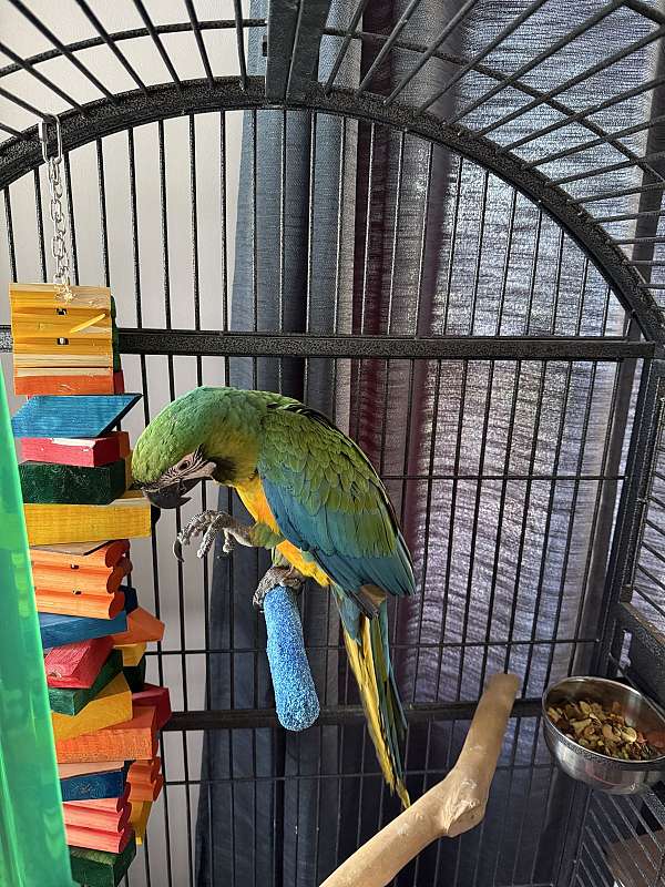 hybrid-macaw-for-sale