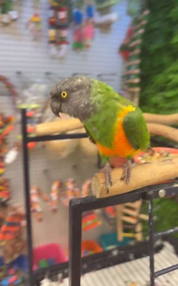 young-bird-for-sale-in-norwalk-ct