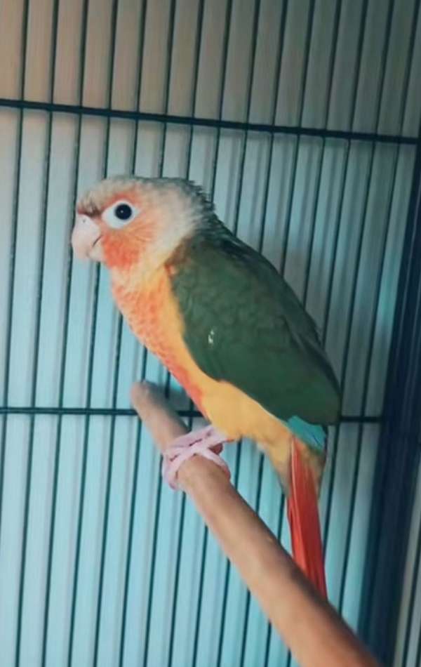 green-cheek-conure-for-sale-in-norwalk-ct