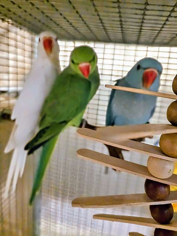 albino-bird-for-sale-in-mulberry-fl