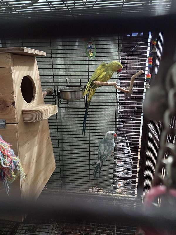 yellow-bird-for-sale-in-long-beach-ca