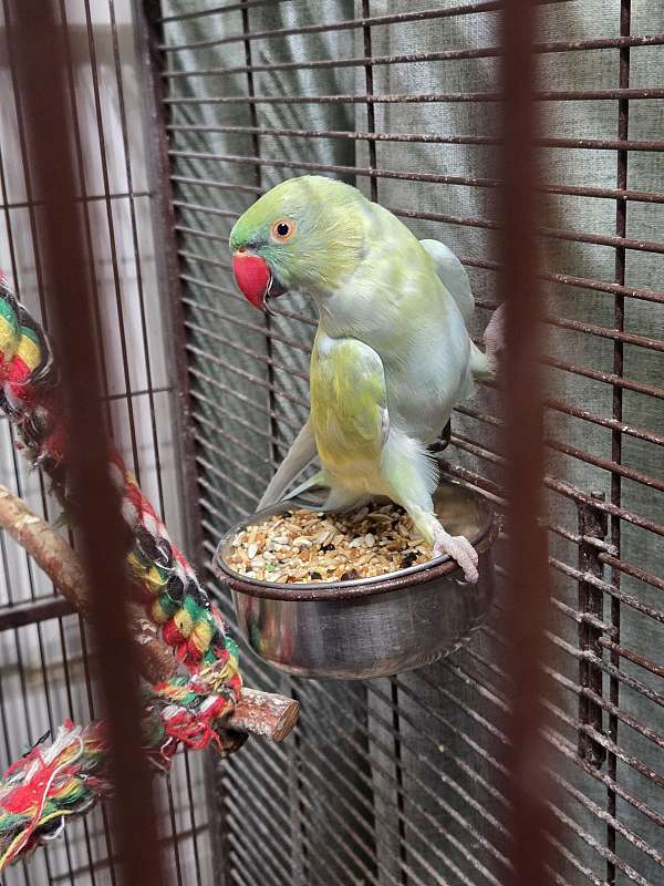 ringneck-parakeet-for-sale