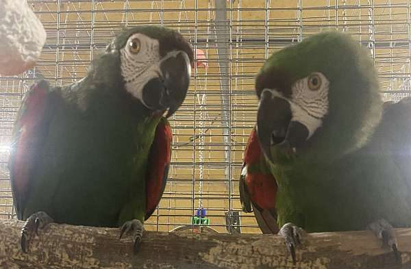 green-bird-for-sale-in-claremore-ok