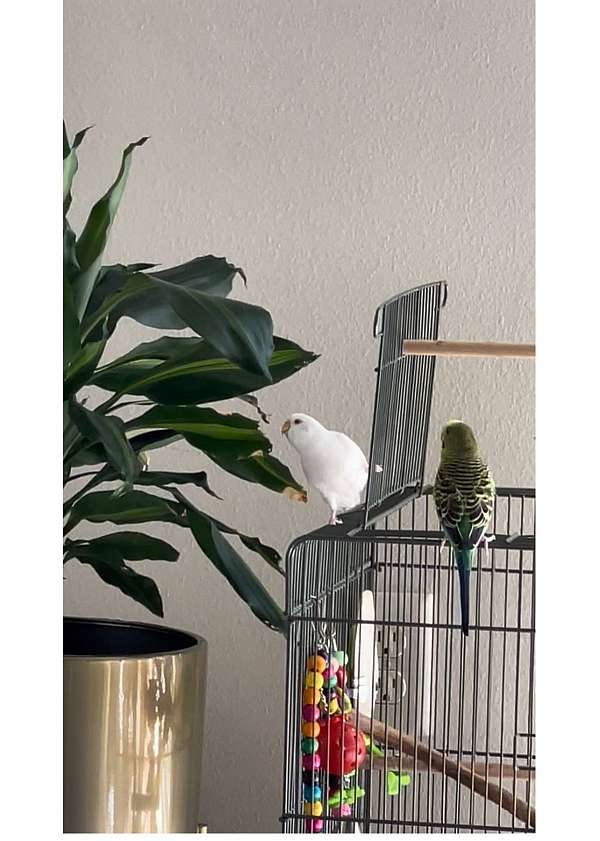 parakeet-for-sale-in-waunakee-wi