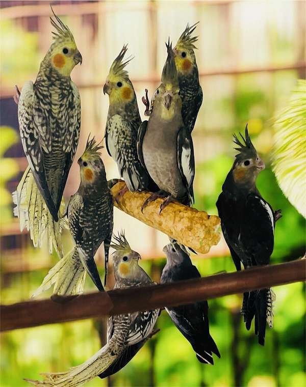 cockatiel-for-sale