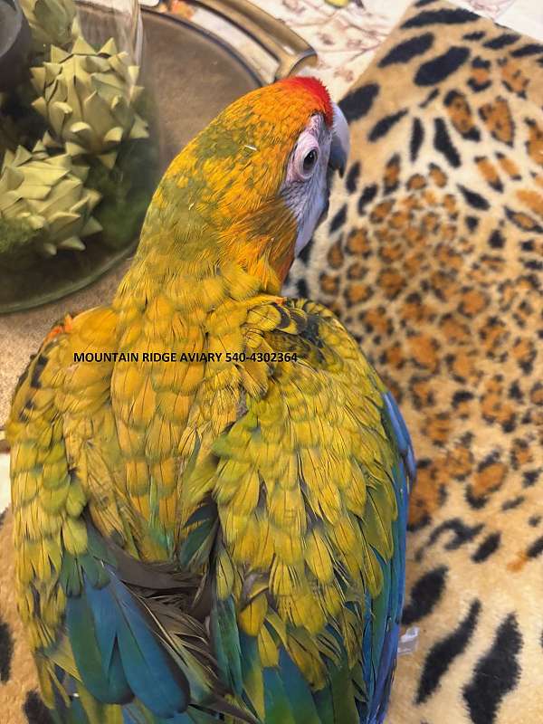 macaw-for-sale