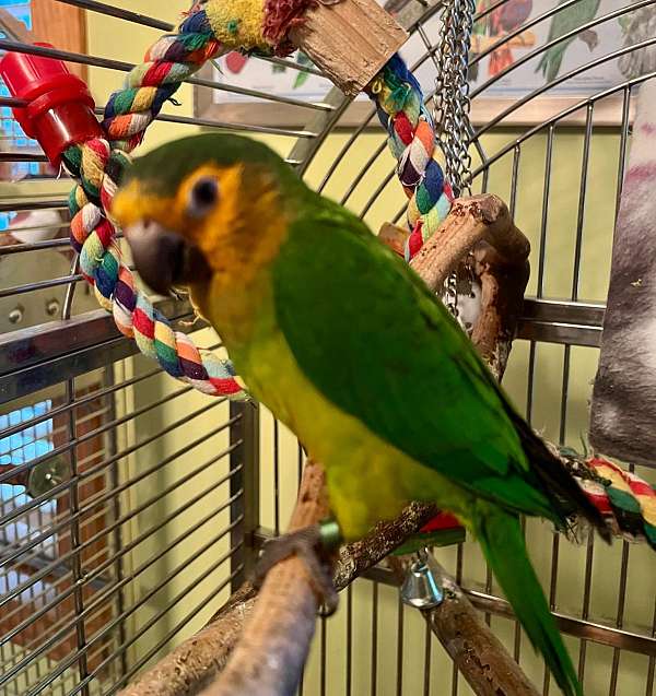 male-brown-throated-conure-for-sale