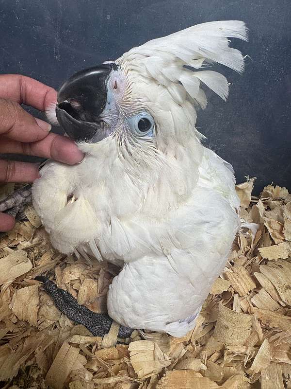 cockatoo-for-sale