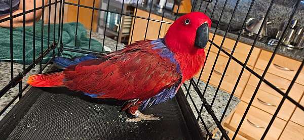 large-red-sided-eclectus-parrots-for-sale