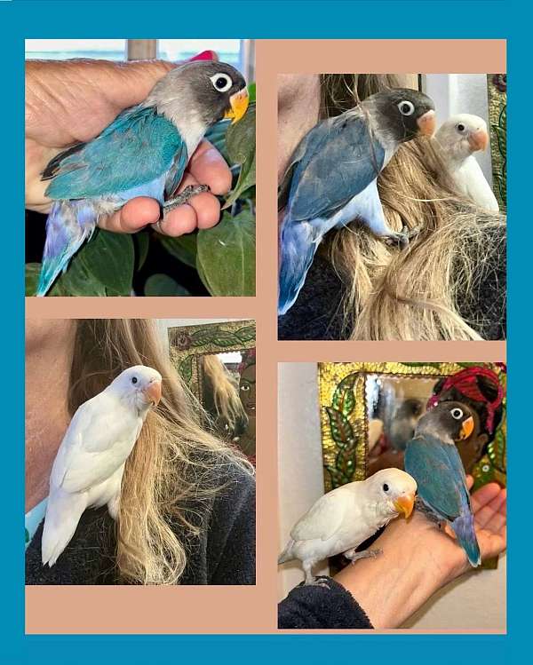blue-white-cockatiel-for-sale