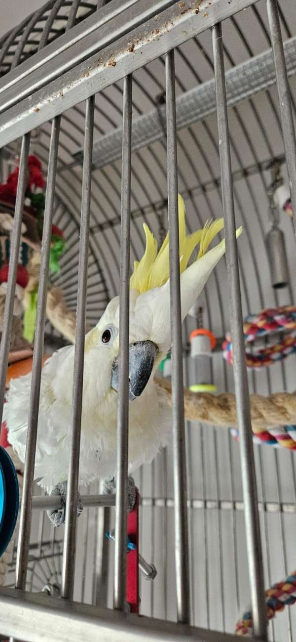 sulpher-crested-cockatoo-for-sale